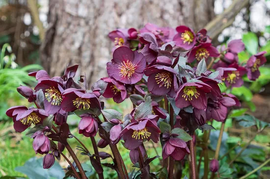 Helleborus orientalis Pretty Ellen Purple- sniegaroze